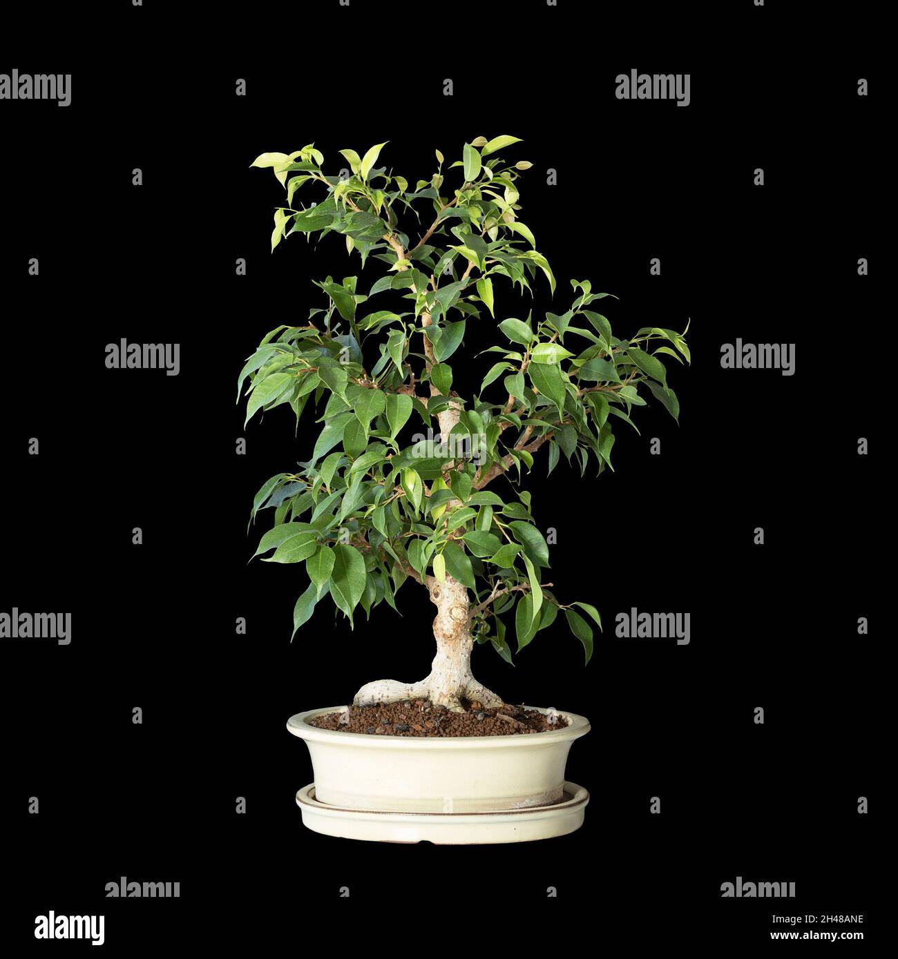 Bonsai de Ficus benjamina aislado sobre fondo oscuro Foto de stock