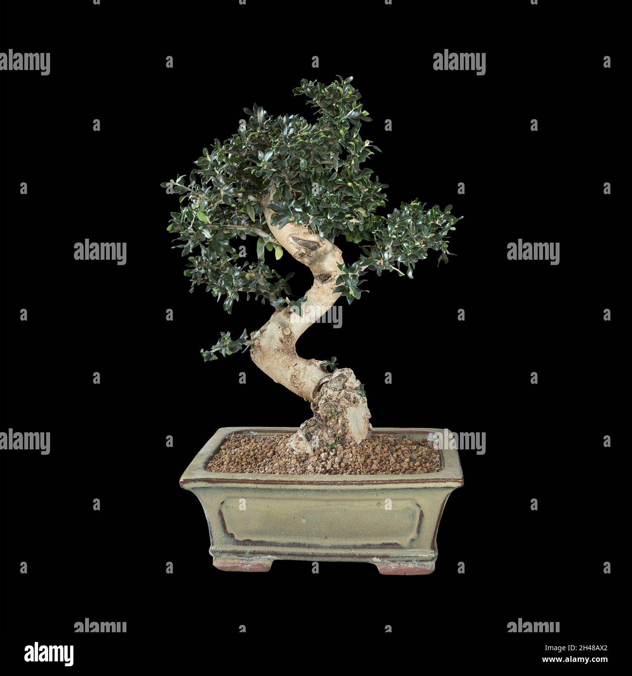 Bonito bonsai de oliva antiguo aislado sobre fondo oscuro (Olea sylvestris) Foto de stock