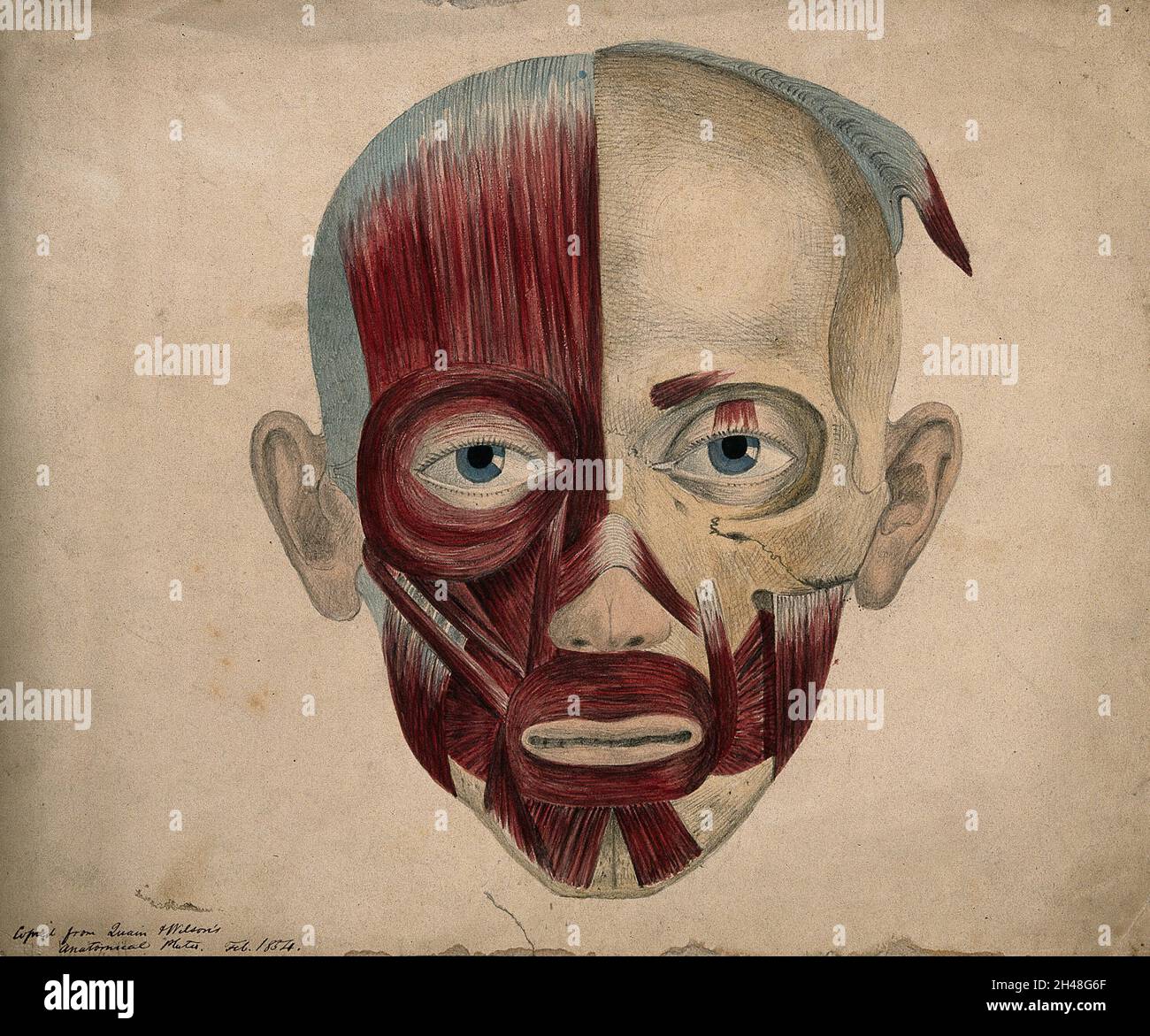 Huesos y músculos de la cara. Dibujo de lápiz y acuarela de . Whishaw,  1854 Fotografía de stock - Alamy