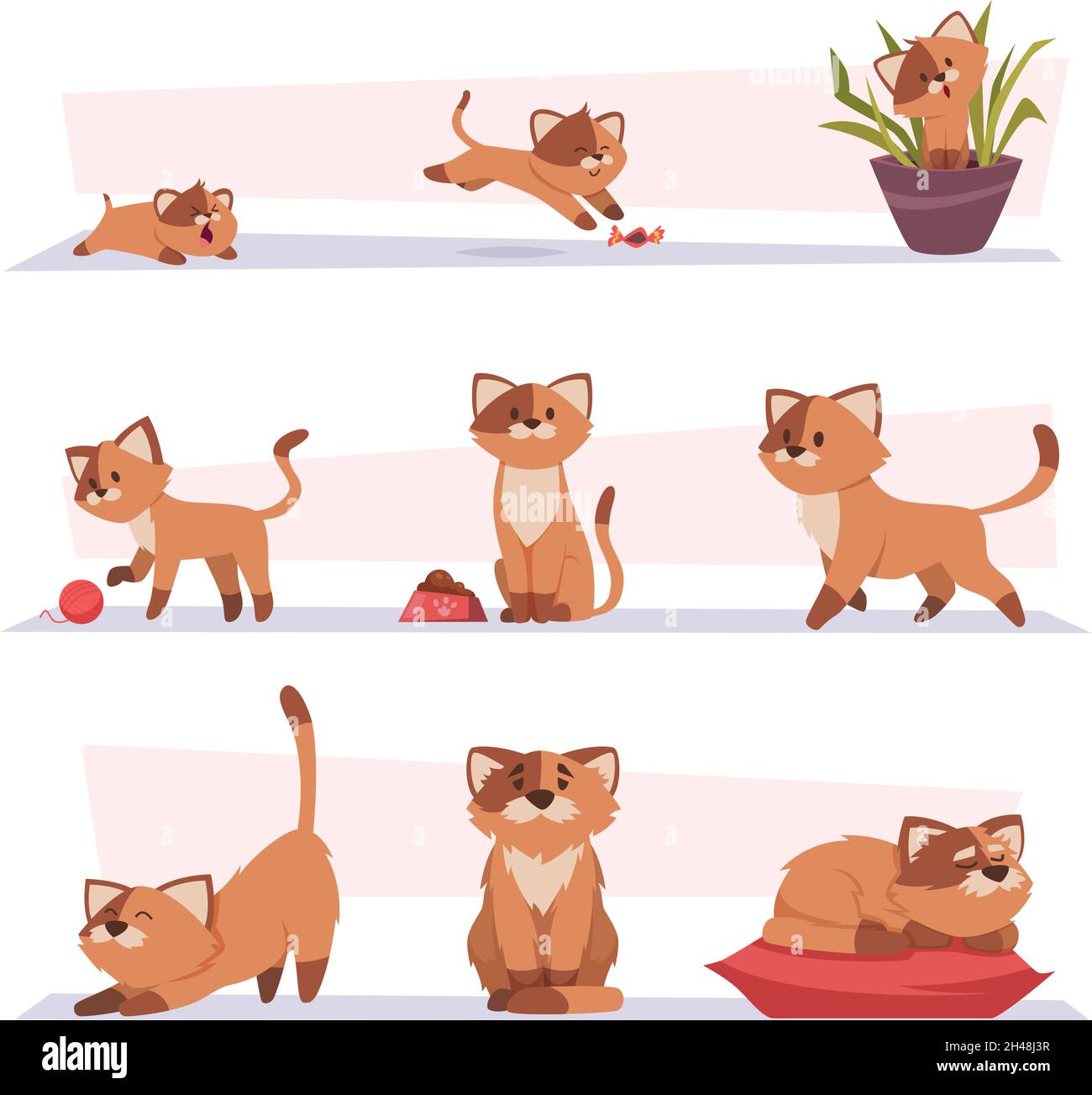 Crecimiento gato. Gatito jugando a mascotas Etapas crecientes animales  domésticos Exacto vector personajes de dibujos animados Imagen Vector de  stock - Alamy