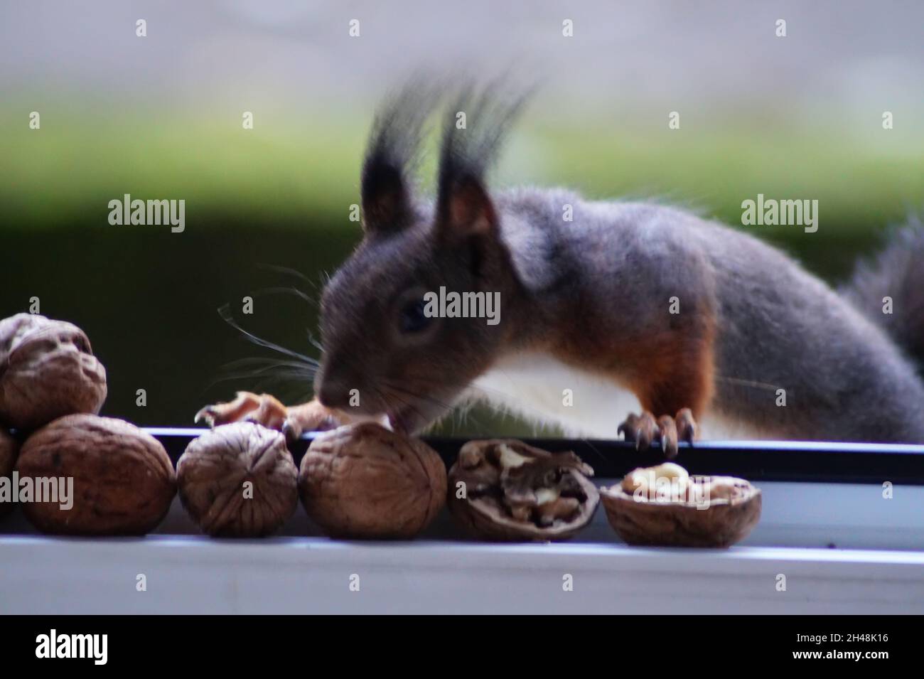 Eichhörnchen bei der Nahrungssuche Foto de stock