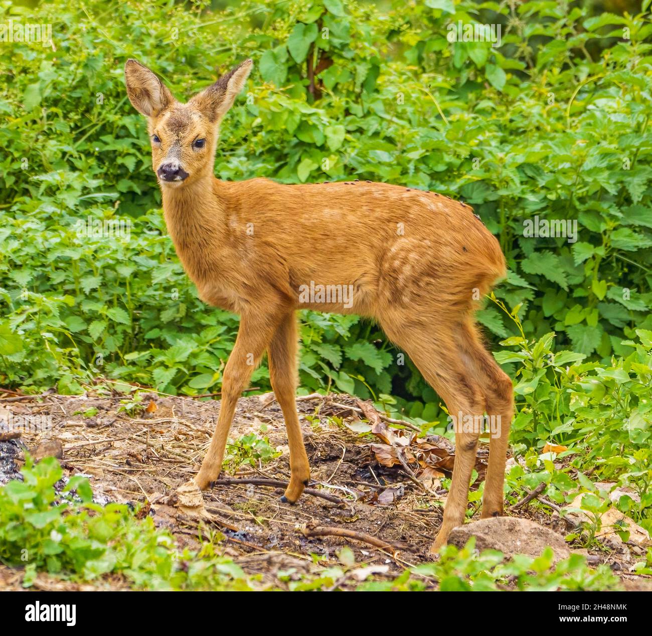 El ciervo de la roe juvenil sorprendió en las laderas de Cotswold Hills Foto de stock