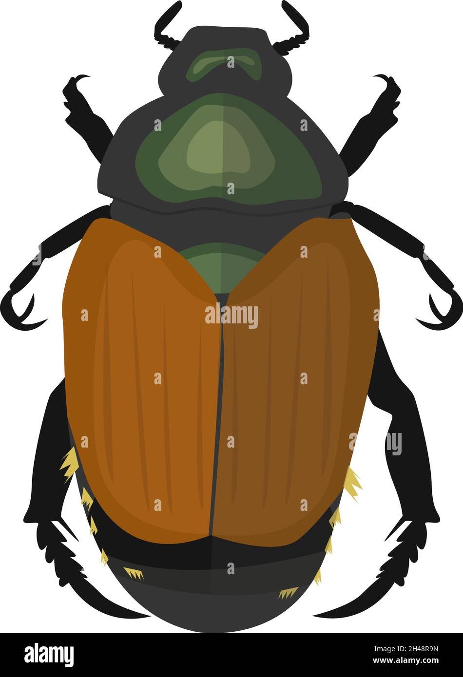 Escarabajo japonés, ilustración, vector sobre fondo blanco. Ilustración del Vector