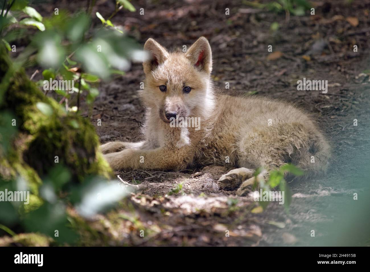 Cachorro de lobo ártico - Canis lupus arctos Foto de stock