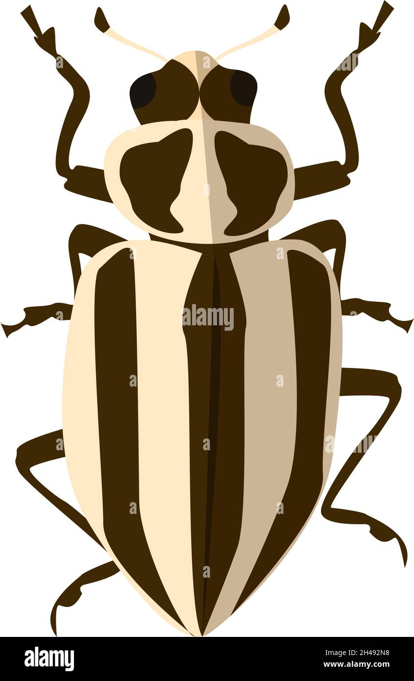 Escarabajo de mujer de rayas, ilustración, vector sobre fondo blanco. Ilustración del Vector