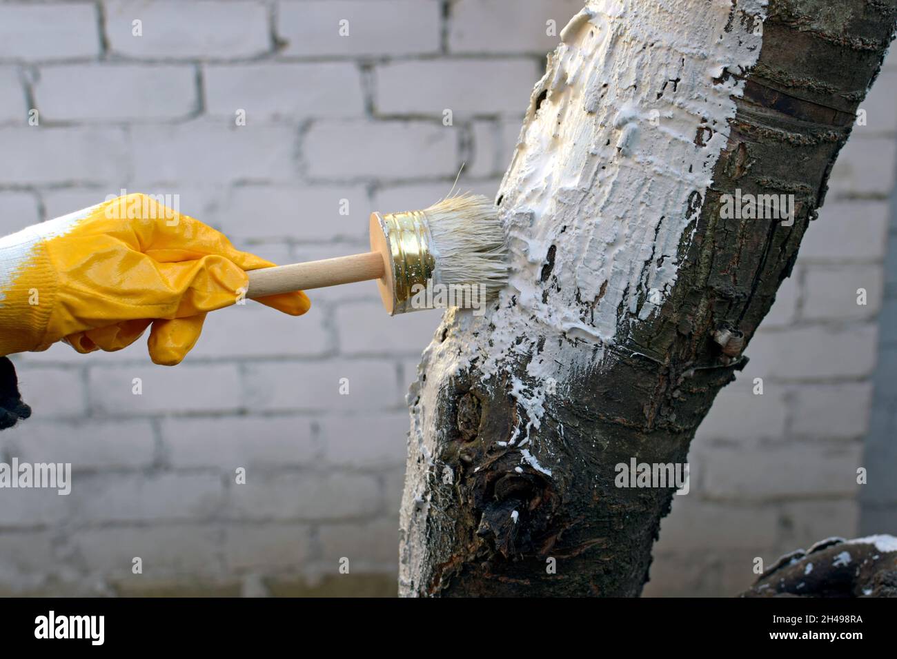 Encubrimiento de árboles en otoño de cerca. Una niña con guantes pinta un  tronco de árbol con un cepillo. Cuidado del jardín. La mano con un pincel  pinta un árbol a prote