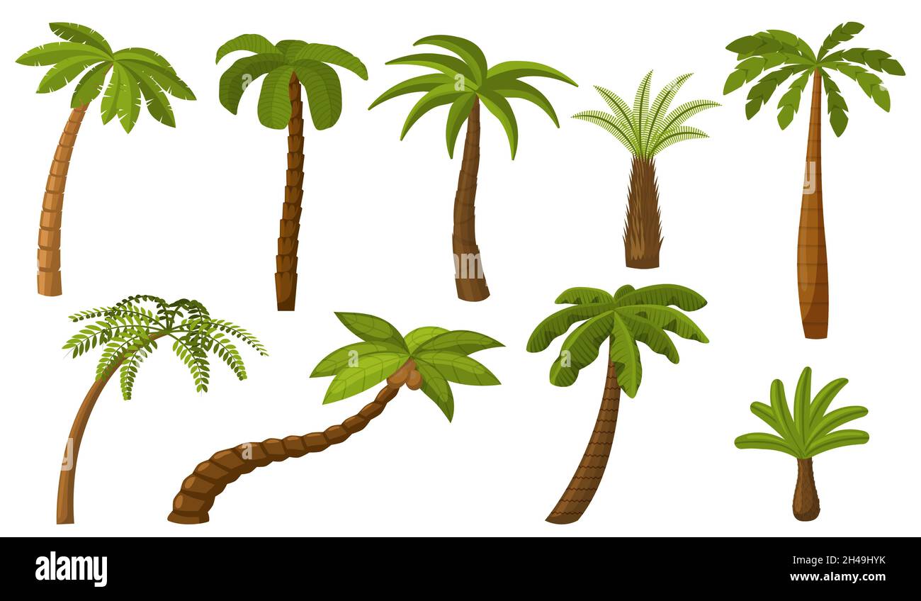 Árbol de la palma de dibujos animados. Verano coco palmeras, selva coco.  Plantas de playa aisladas. Flora verde de la isla tropical, paisaje costero  elementos vectores recientes Imagen Vector de stock -