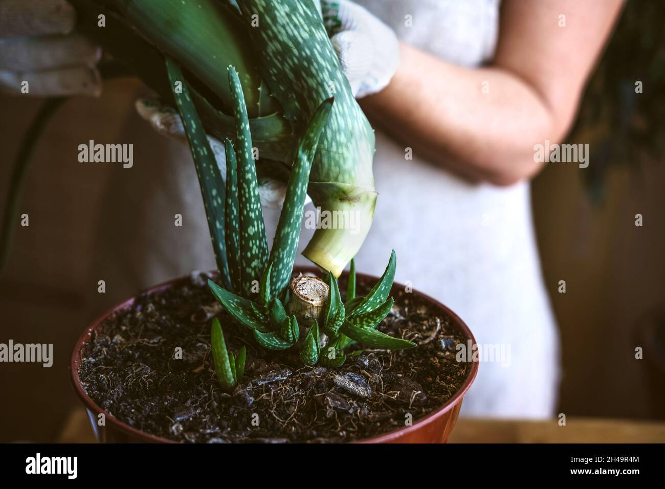 Cómo plantar y crecer aloe vera suculent houseplant en casa. Aloe Vera  cuidado de plantas. Mano femenina en guantes de jardín cortar y volver a  macar Aloe barbadensis Planta Fotografía de stock -