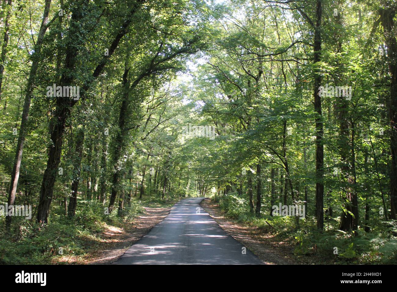 Árbol El Camino Hacia Adelante Dirección de la planta Crecimiento del bosque Tierra Naturaleza Disminución de la perspectiva Woodland Tranquilidad Árbol tronco belleza en la naturaleza tronco Día de la carretera Foto de stock