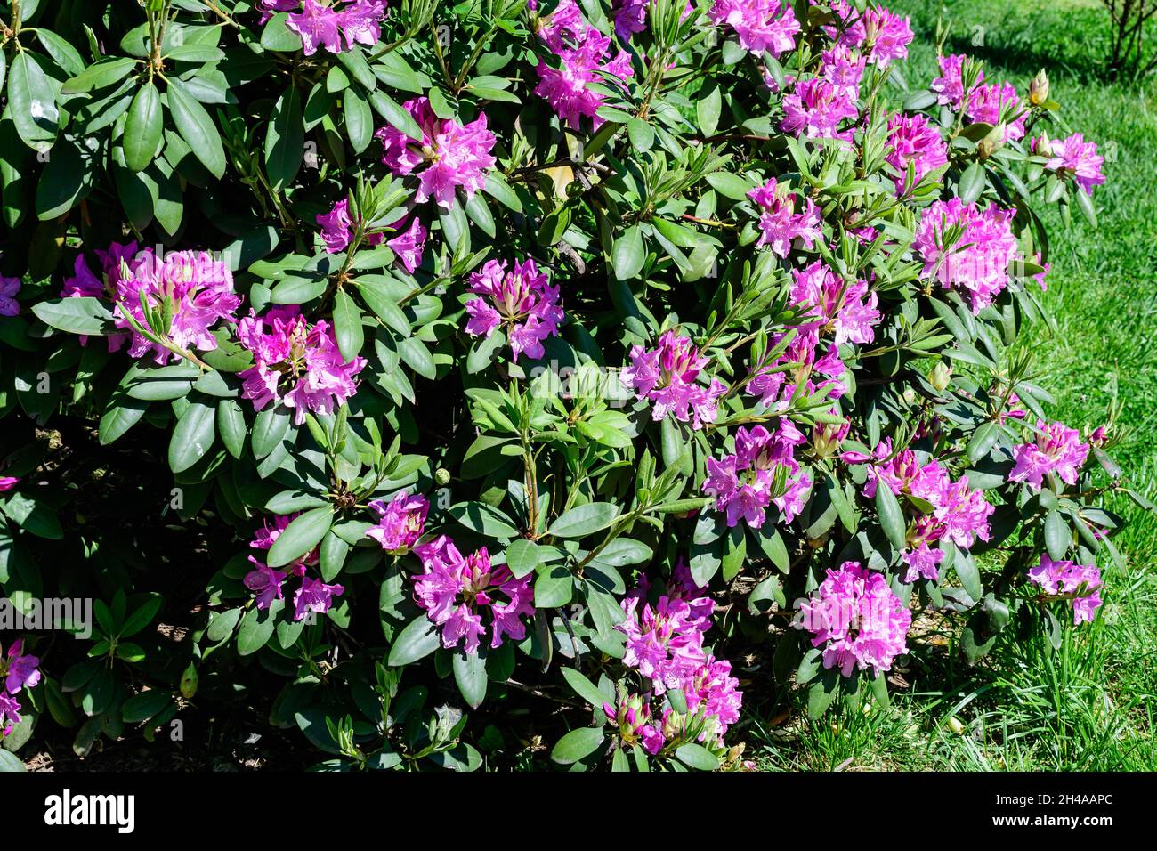 Gran arbusto de muchas delicadas flores rosas vivas de azalea o planta  rododendrina en un soleado jardín japonés de primavera, hermoso fondo  floral al aire libre Fotografía de stock - Alamy