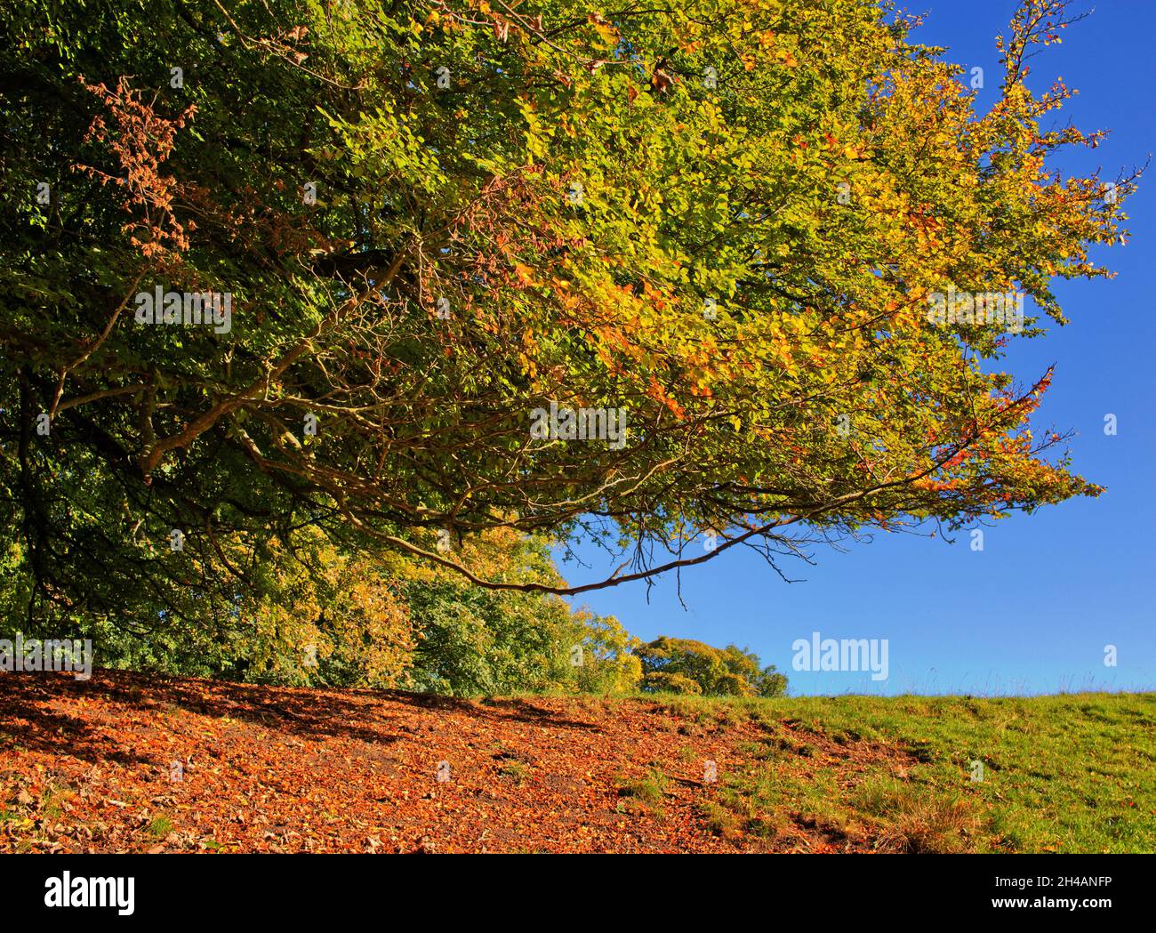 Salpicaduras de color otoñal en una sección abstracta de un árbol grande, con hojas caídas en el suelo Foto de stock