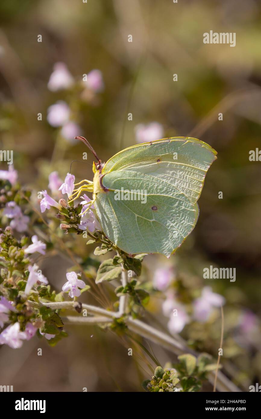 Cerca de la mariposa común de azufre (gonepteryx rhamni) en el Parque Nacional de la Isla de Elba Foto de stock