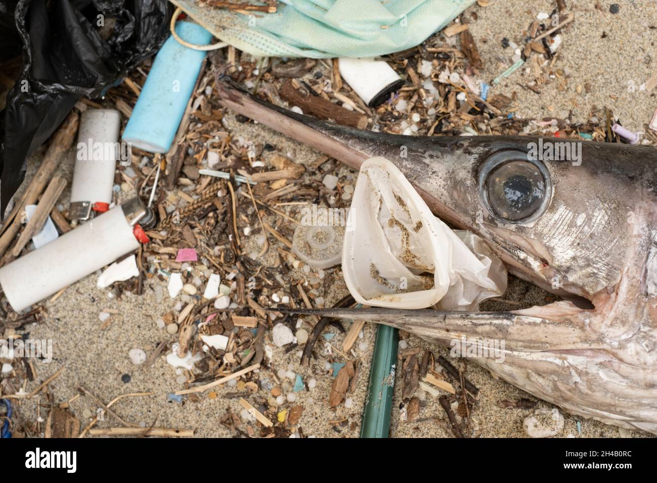 Espada Marlin Ocean Peces muertos comiendo una taza de plástico en un hábitat marino contaminado con escombros Foto de stock