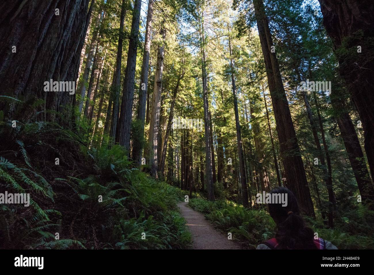 Senderismo entre árboles de secuoyas gigantes en el Parque Nacional de Redwood, Estados Unidos Foto de stock