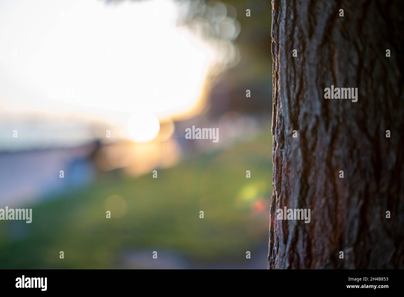 Cerrar el tronco del árbol de siembra y el campo de profundidad del resplandor solar Foto de stock