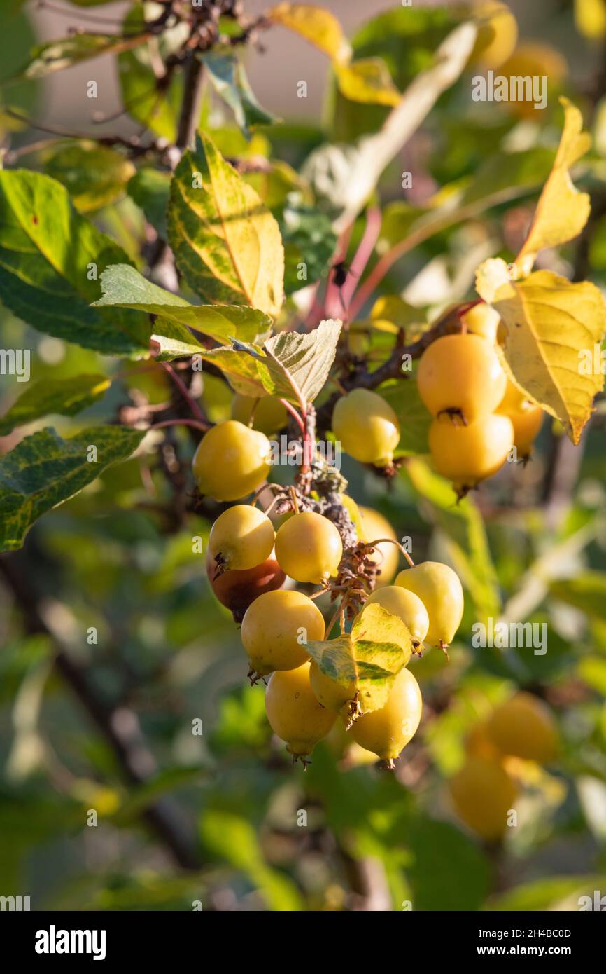 Manzanas doradas-amarillas maduras con follaje otoñal en un árbol de manzana malus 'Golden Hornet' Foto de stock