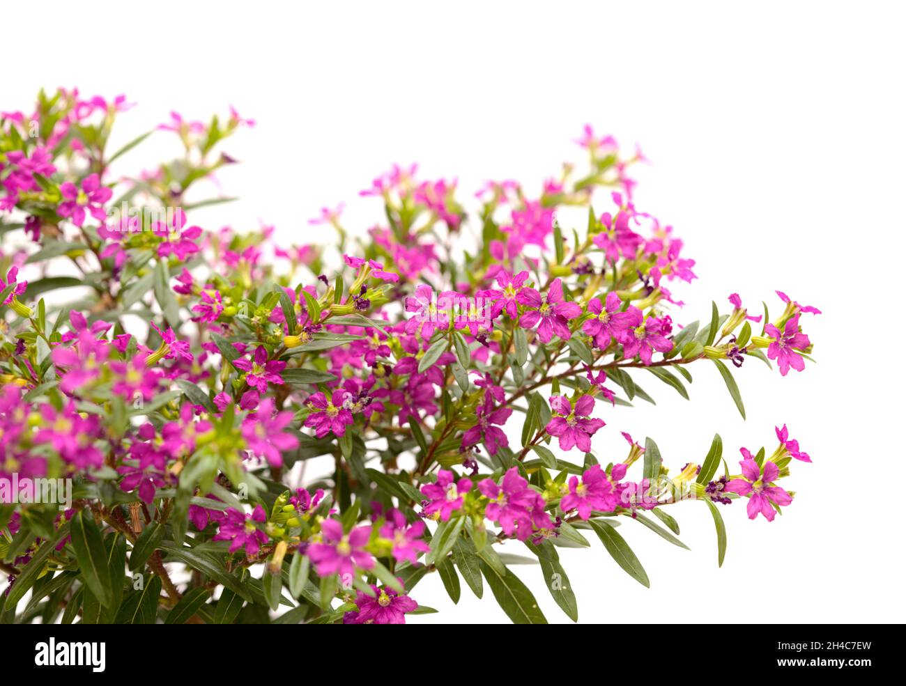 Flor morada mexicana fotografías e imágenes de alta resolución - Página 5 -  Alamy