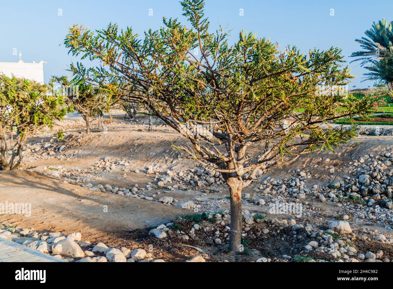 Árbol de incienso Boswellia sacra cerca de Salalah, Omán Fotografía de  stock - Alamy