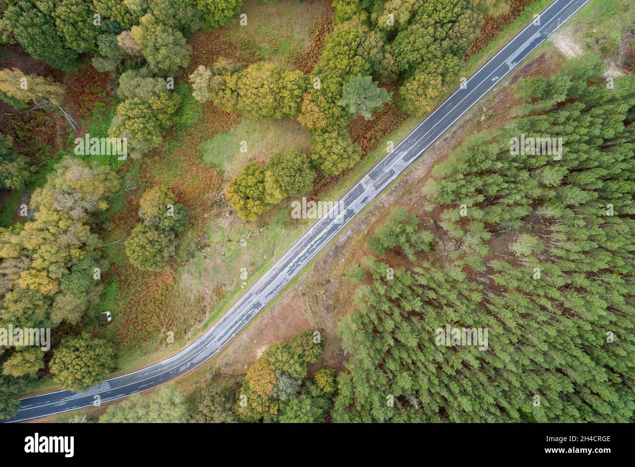 Vista de drone. Vista aérea cenit de una carretera de montaña con un bosque de pinos en un lado y un bosque de robles en el otro lado. Foto de stock