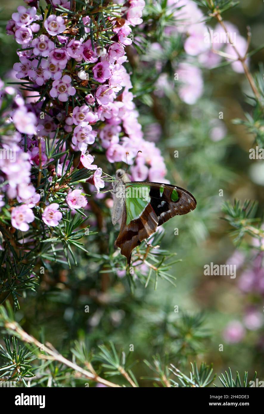 Mariposa de cola alada de Macleay, nativa australiana Graphium macleayanum, familia Papilionidae, se alimenta de flores de plumas rosadas en un jardín de Sydney Foto de stock