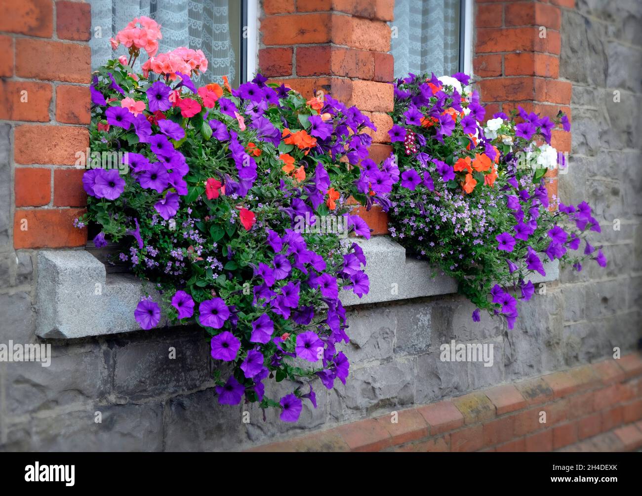Hermosa mañana de flores de gloria en cajas de ventana en un pueblo irlandés Foto de stock