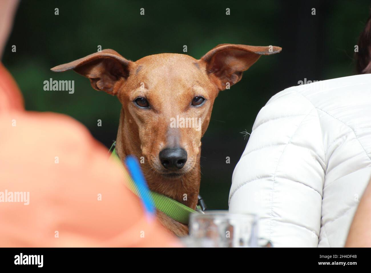 BREMEN, ALEMANIA - 07 de octubre de 2021: pinscher es una raza de doghe tiene piel marrón y un cuello verde y azul Foto de stock