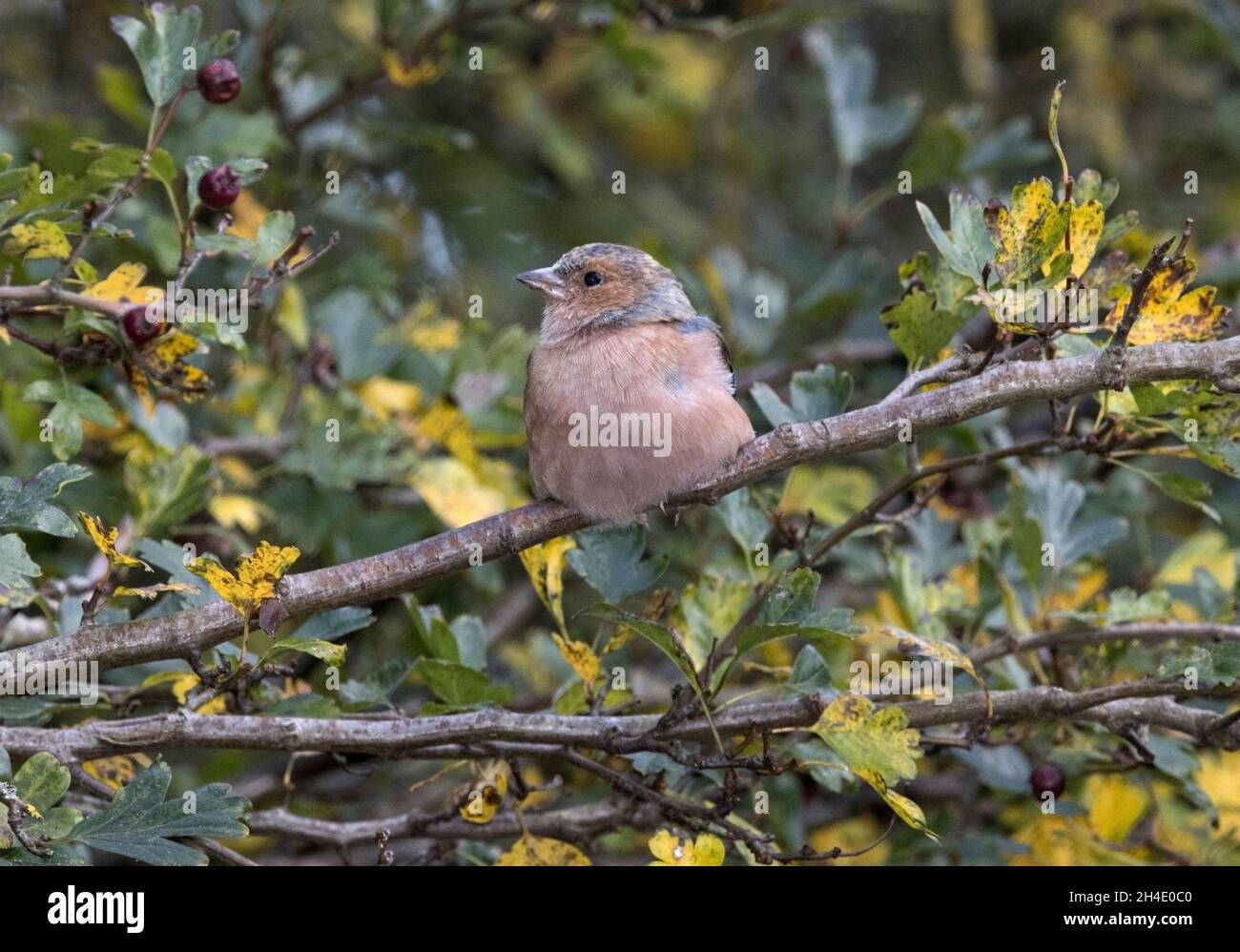 Un Chaffinch macho descansa en un árbol de espino. El plumaje en invierno es más dulce que en la estación de reproducción y está gravemente afectado por la tricomonosis enfermedad Foto de stock