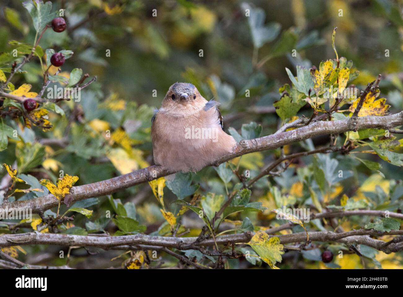 Un Chaffinch macho descansa en un árbol de espino. El plumaje en invierno es más dulce que en la estación de reproducción y está gravemente afectado por la tricomonosis enfermedad Foto de stock