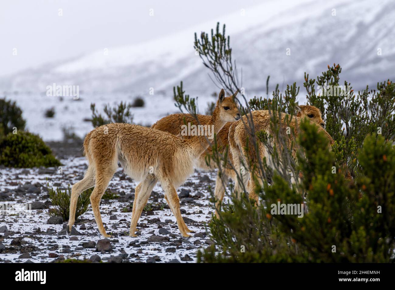 vicuña caminando por la nieve de las faldas del volcán chimborazo Foto de stock