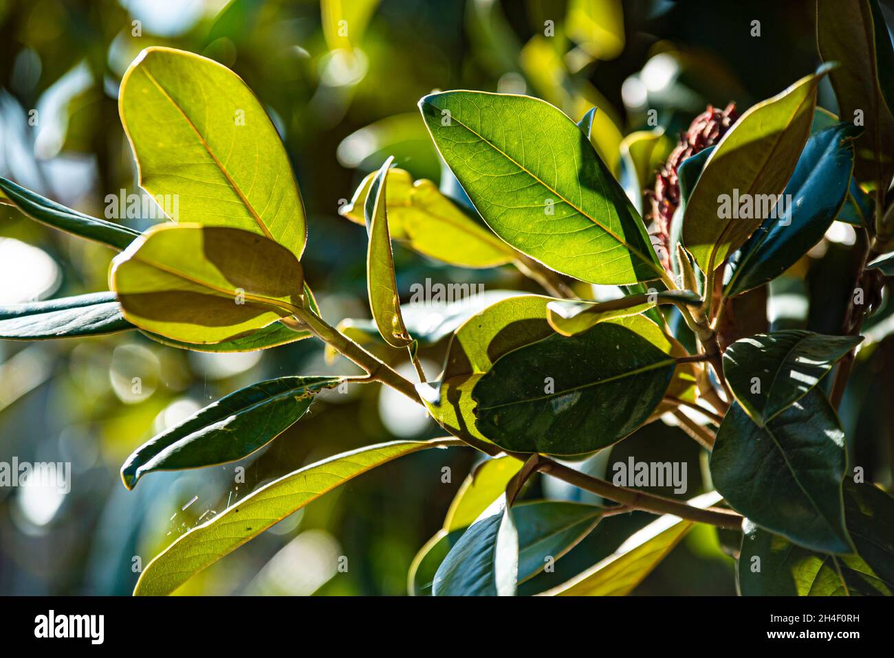 Detalle de hojas de magnolia con fondo borroso Magnolia grandiflora  Fotografía de stock - Alamy