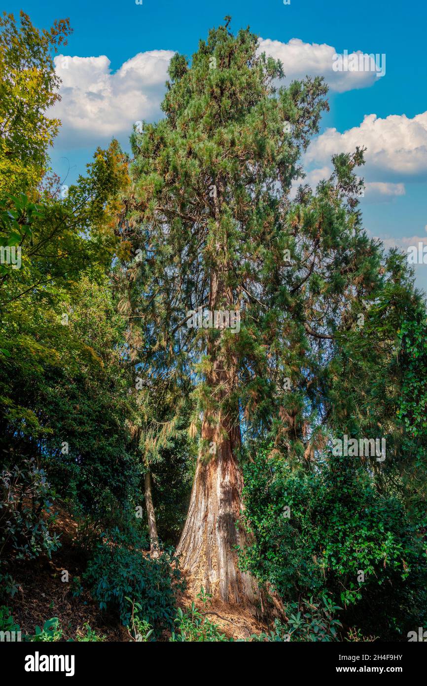 Las secoyas gigantes, seqouiadendron gigantium, las secoyas gigantes dominan el paisaje de los bosques californianos donde se originan Foto de stock
