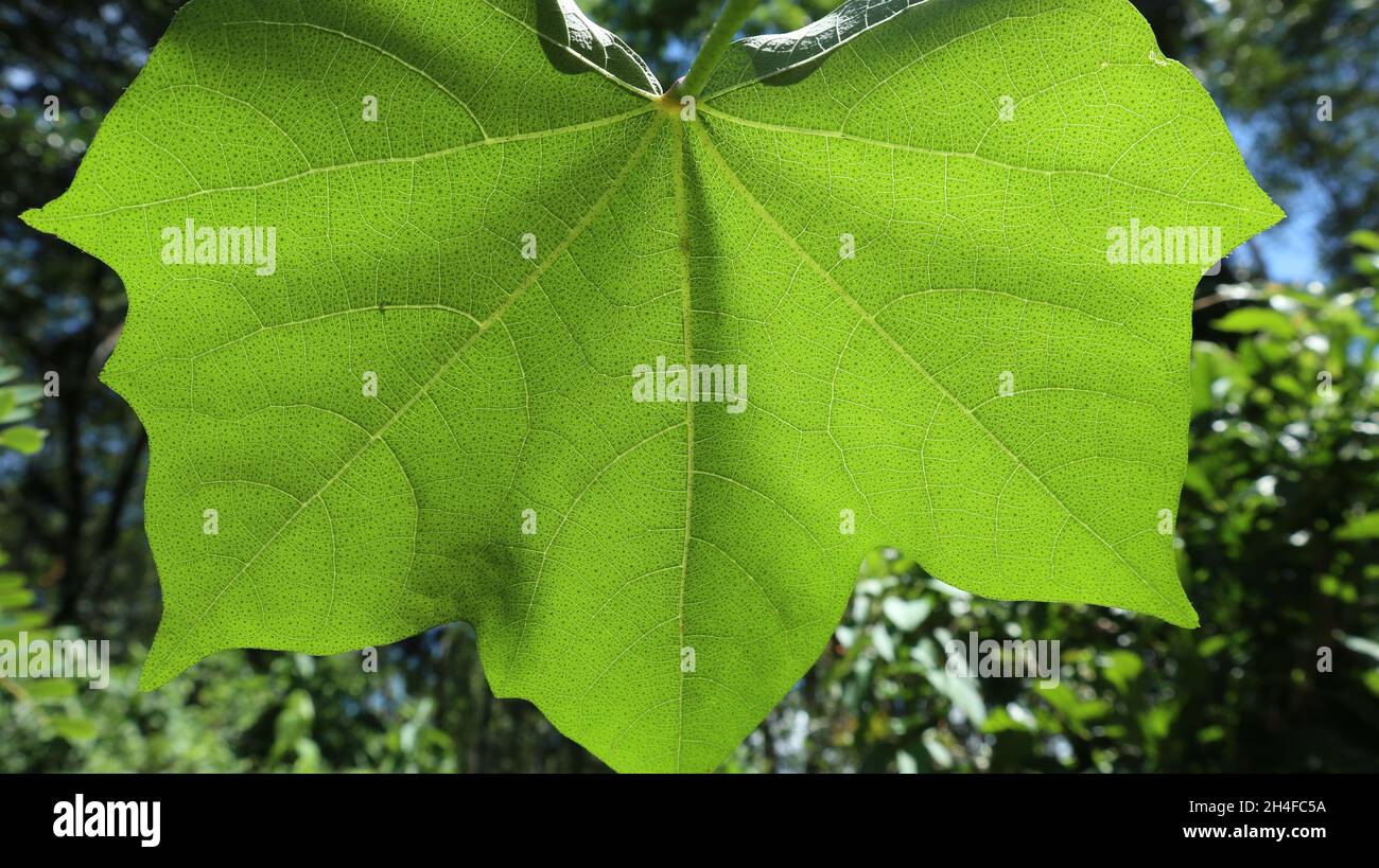 Bajo la vista de una estructura de las venas de la hoja de algodón cuando la luz del sol golpea sobre la superficie de la hoja Foto de stock