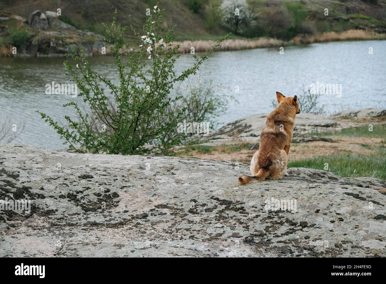 Vista trasera del perro sin hogar solitario sobre el fondo de la  naturaleza. Perro abandonado esperando al dueño por el río. Traición,  redención y cambio de vida Fotografía de stock - Alamy