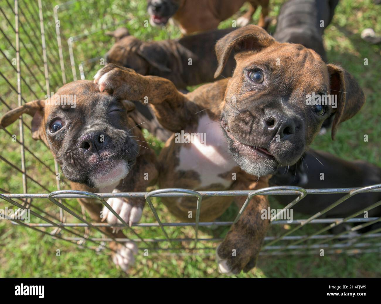 Cachorros boxer bebé fotografías e imágenes de alta resolución - Alamy
