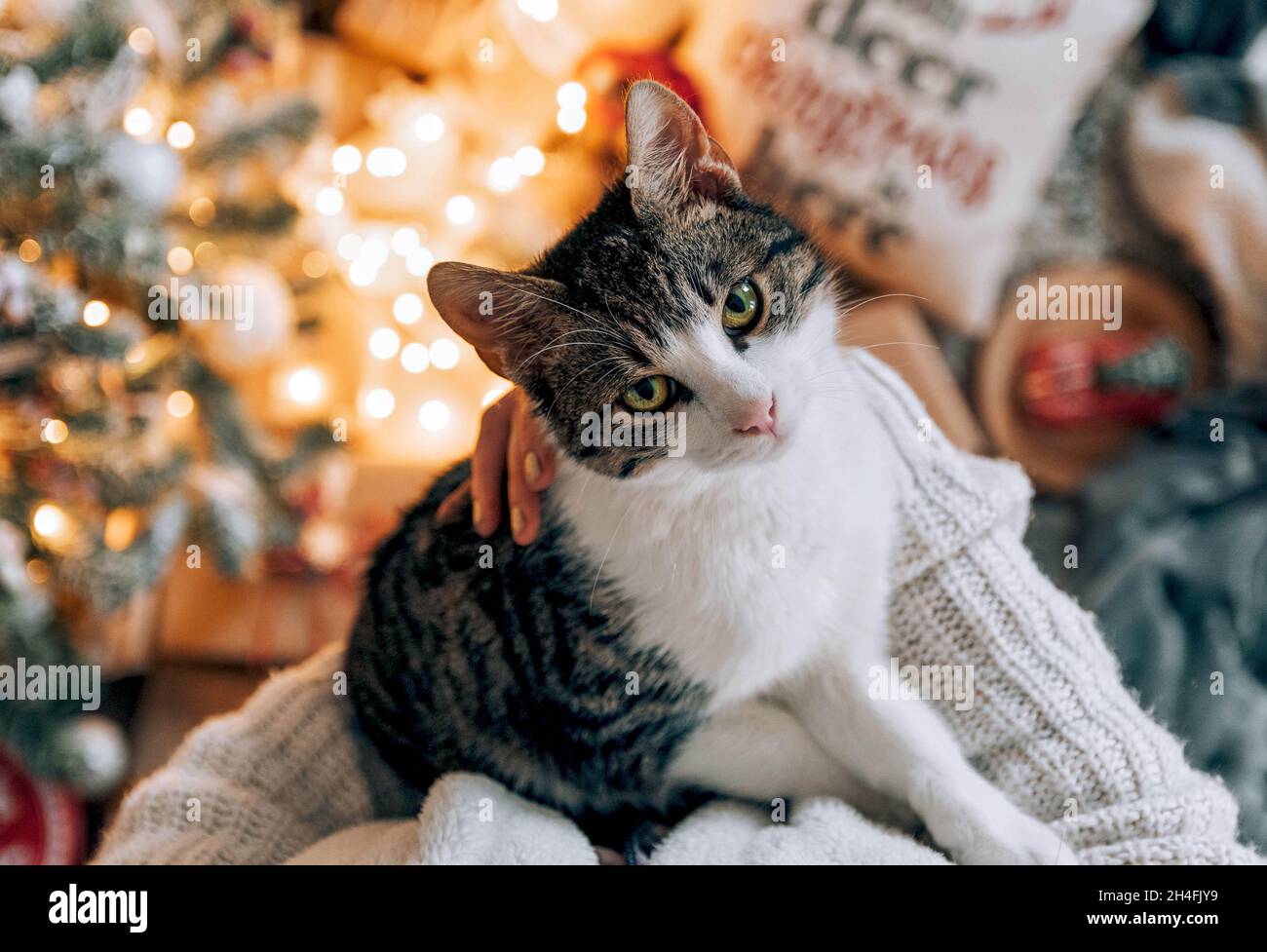 Perspectiva personal de las mujeres sosteniendo gatito delante del árbol de Navidad decorado. Foto de stock