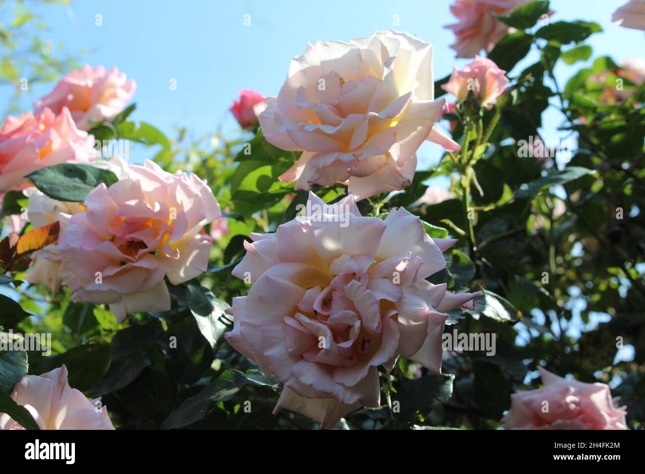 Hellrosa bis weiße Blüten der Kletterrose Compasión. Foto de stock