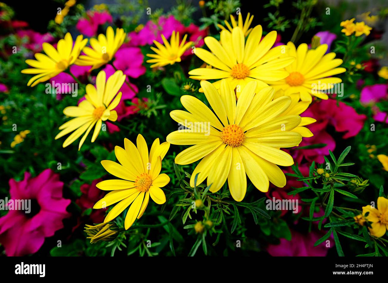 Flores de Jardín West Cork Irlanda Foto de stock