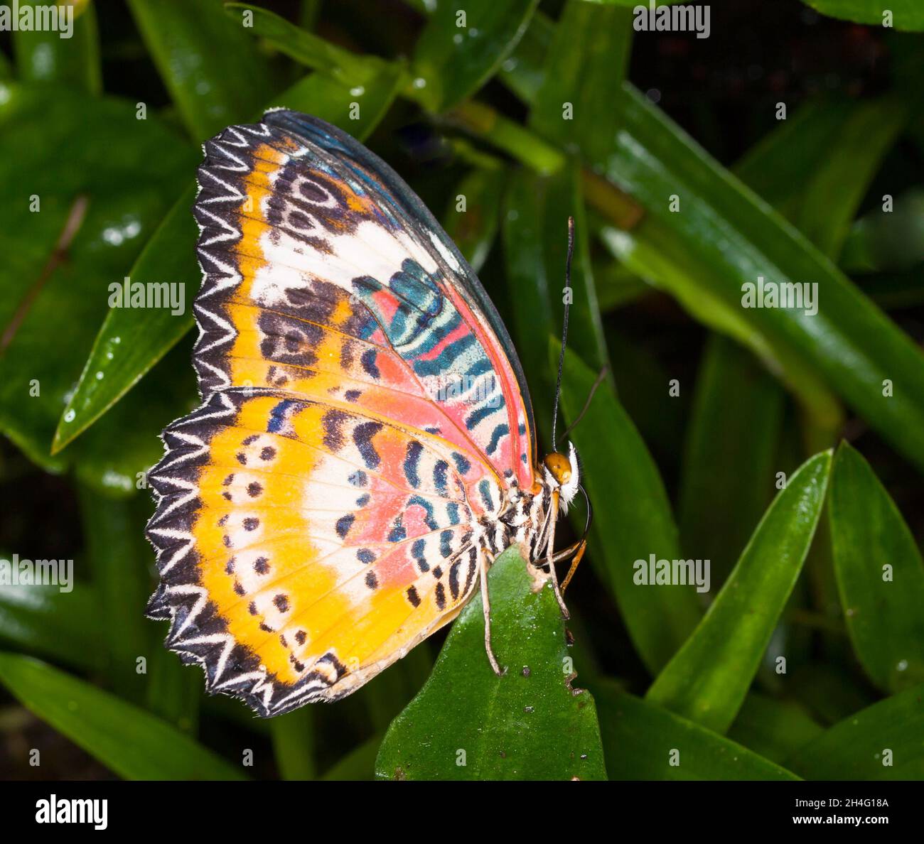 Leopard butterfly - Cethosia cyane lacewing Foto de stock