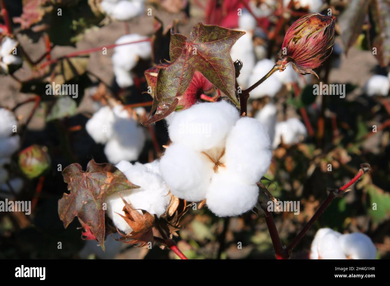 Peajes de algodón maduros y cerrados y hojas en el monte cerca de Narrabri, Nueva Gales del Sur (Nueva Gales del Sur), Australia Foto de stock