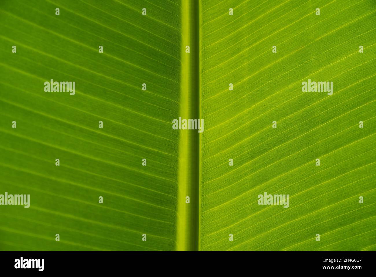 Textura de hojas verdes de una palma de plátano. Eco-amigable fondo de hojas exóticas, alces-up. Espacio de copia. Foto de stock
