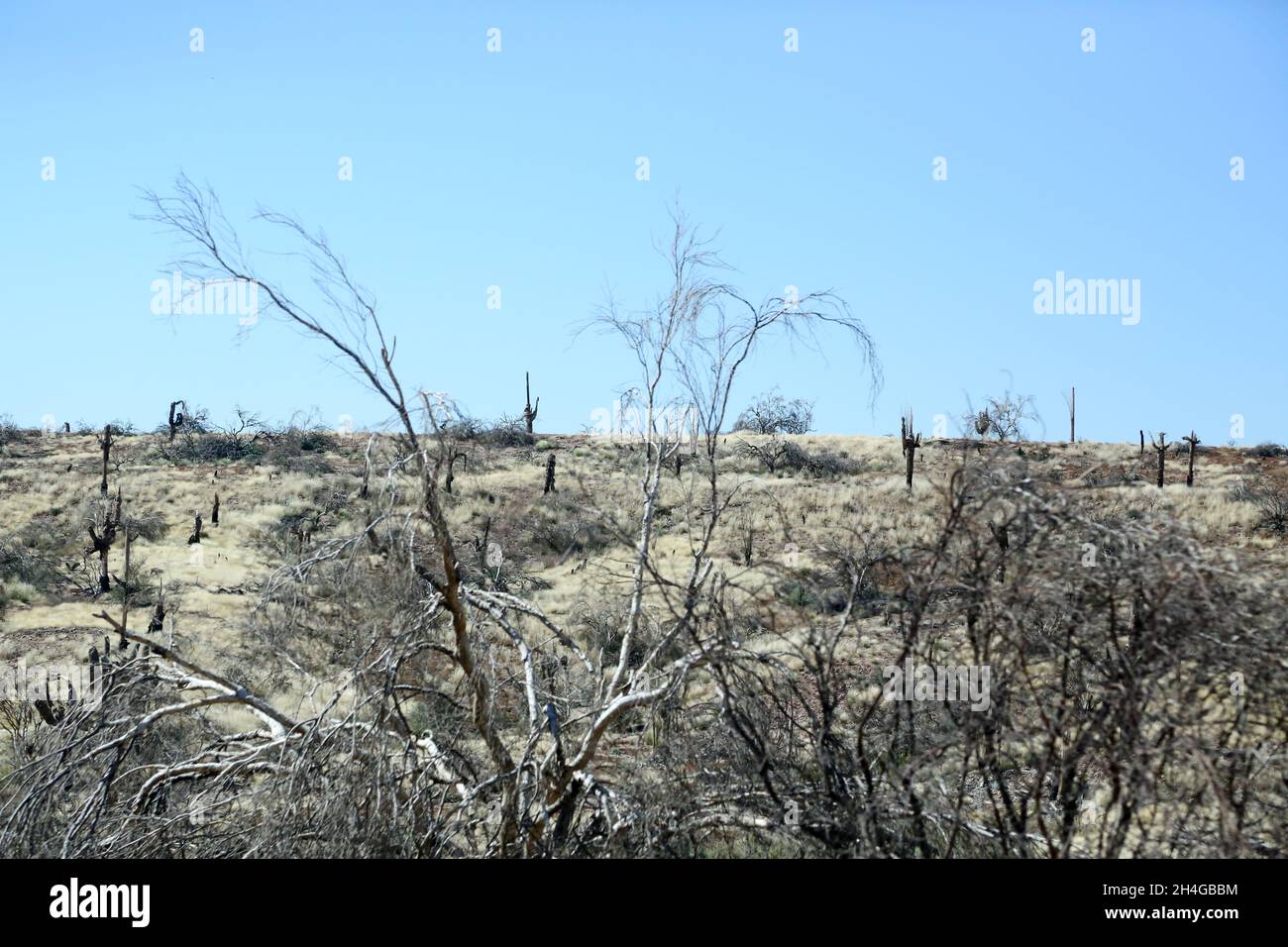 En el Bosque Nacional Tonto a lo largo de la Beeline Highway al noreste