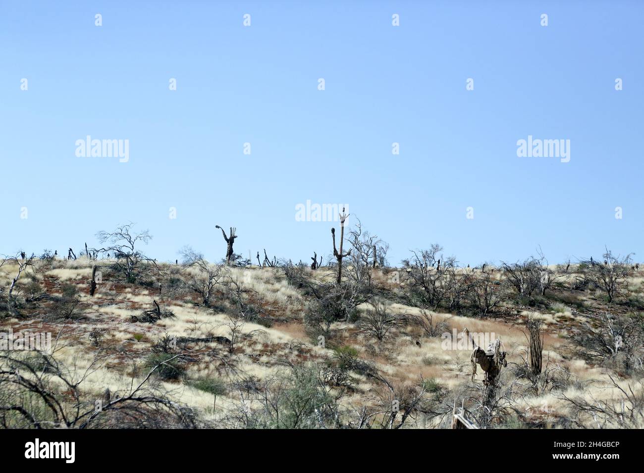 En el Bosque Nacional Tonto a lo largo de la Beeline Highway al noreste