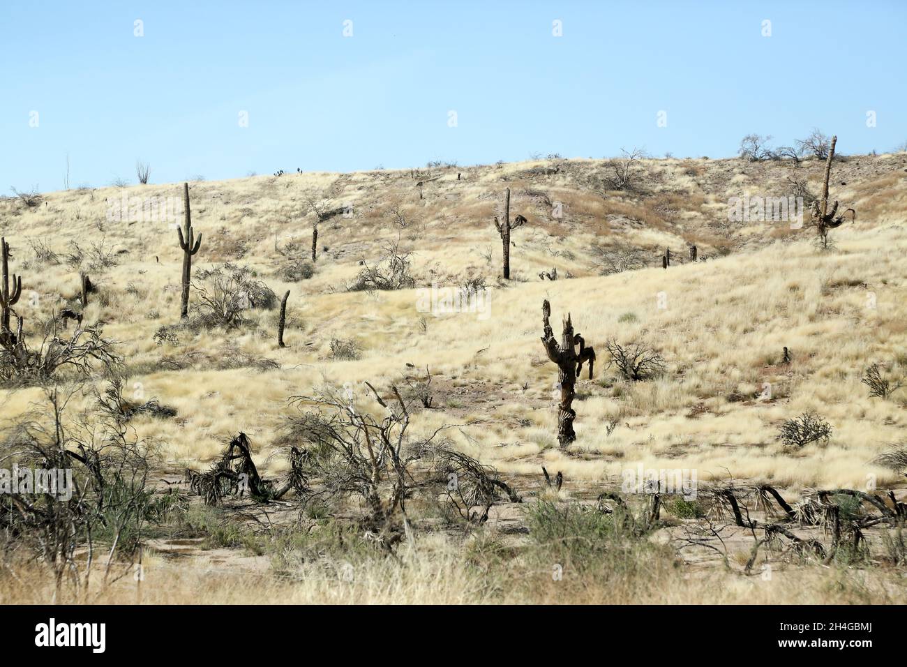 En el Bosque Nacional Tonto a lo largo de la Beeline Highway al noreste
