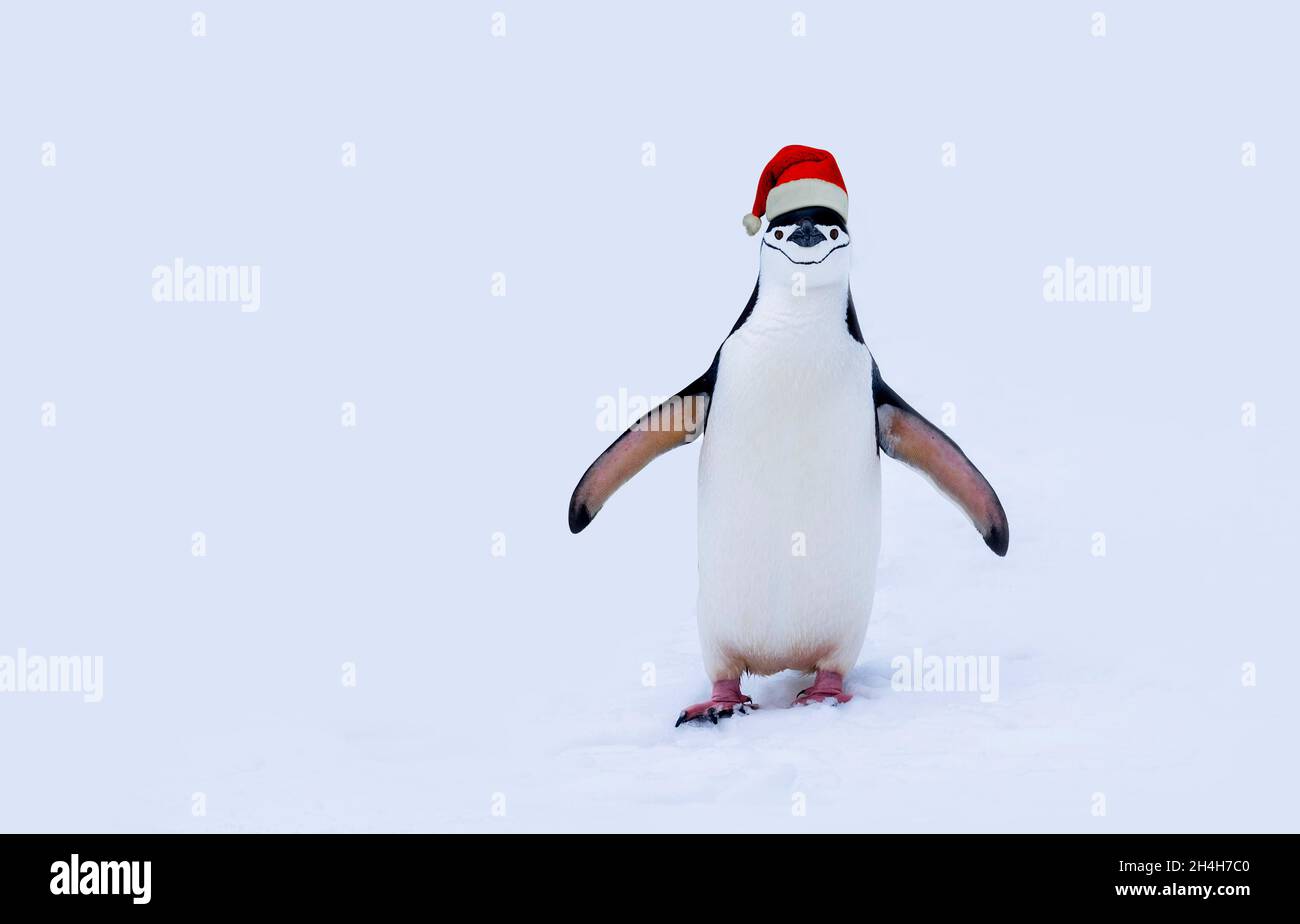 Pingüino de Navidad sobre nieve aislado sobre fondo blanco. Pingüino con espacio de copia de sombrero de navidad. Divertido concepto de humor de Navidad. Foto de stock