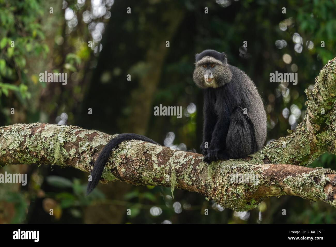 Mono Azul Africano Foto de stock y más banco de imágenes de Aire libre -  Aire libre, Animal, Azul - iStock