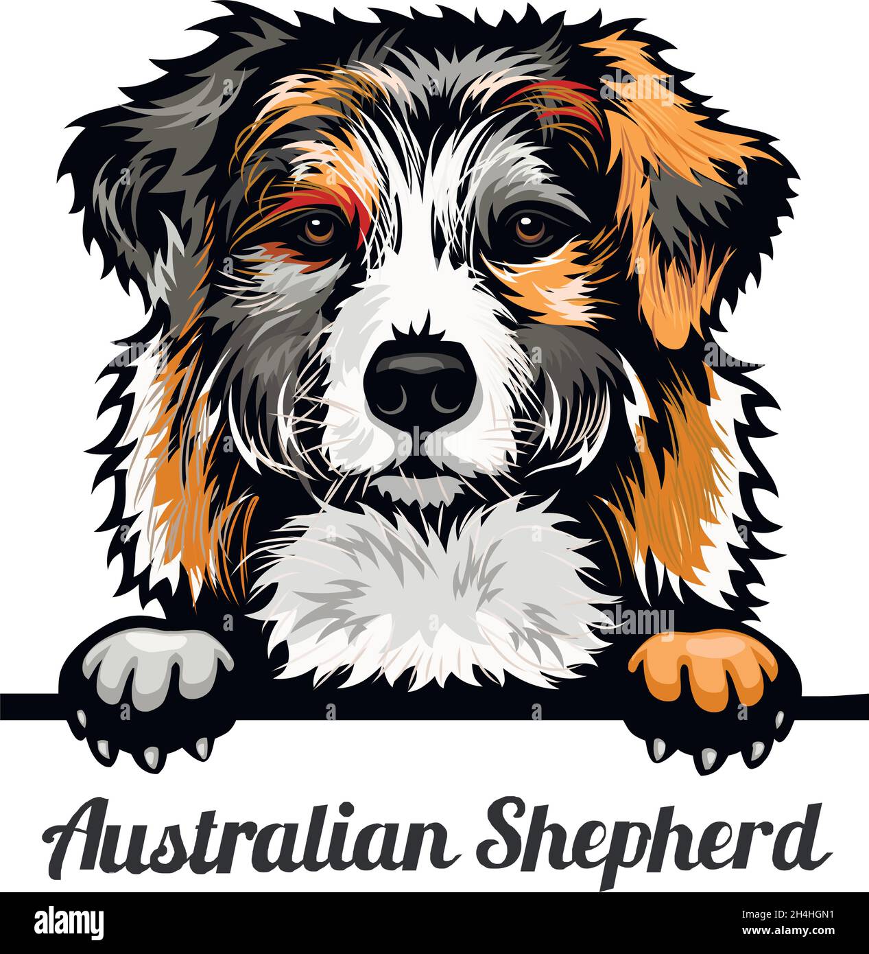 Australian Shepherd - Perros de Peeking Color - Cabeza de la cara de la  raza aislada en blanco - stock del vector Imagen Vector de stock - Alamy