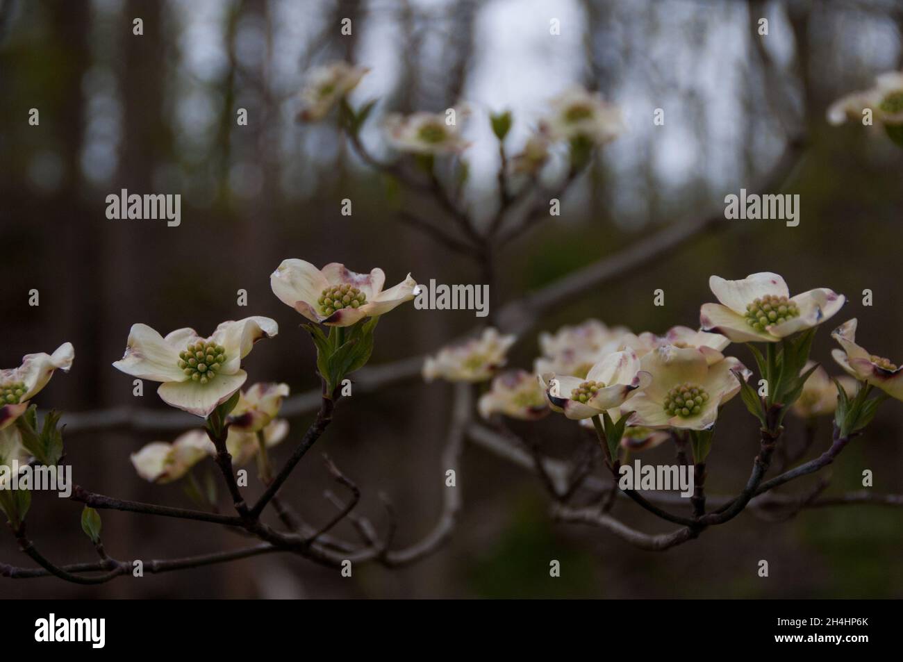 Flores Dogwood florecen en el parque Foto de stock
