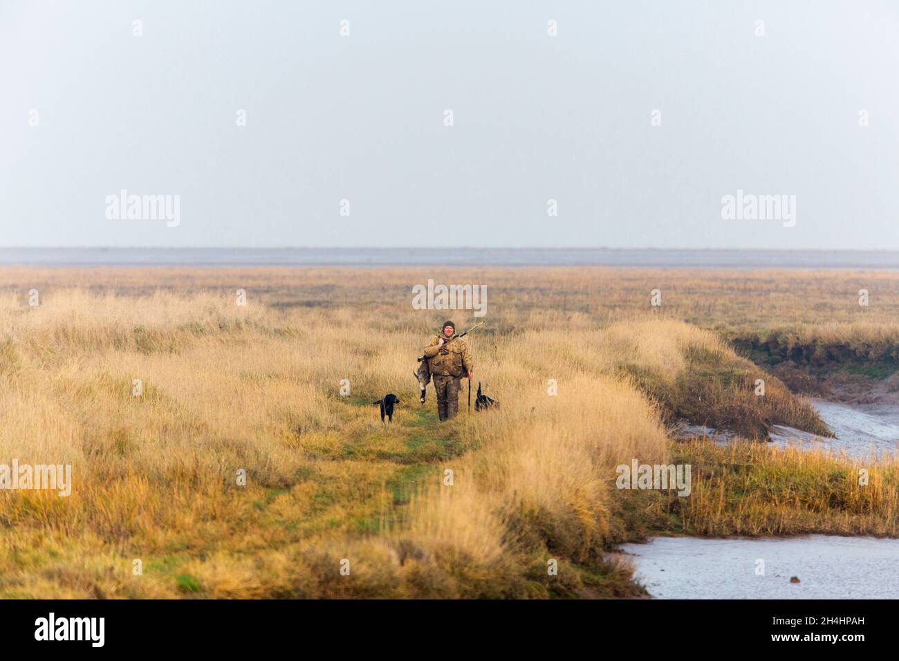 Exitoso cazador de aves silvestres caminando desde el saltmarsh con un ganso de Canadá sobre su hombro y 2 laboratorios a su lado. Foto de stock