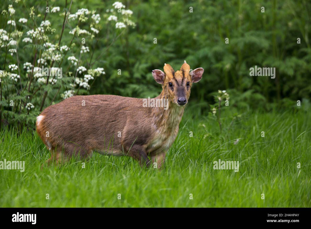 Ciervo de Muntjac en prado. (Muntiacus reevesi) Foto de stock