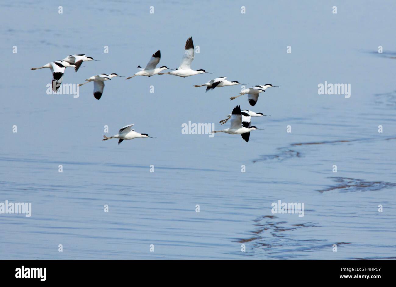 Bandada de 10 aguacates volando bajo sobre el barro de estuarine. Recurvirostra avosetta Foto de stock